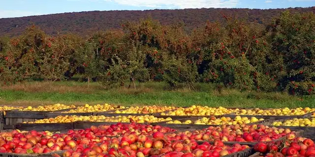 Seeds From A "Good Luck" Apple