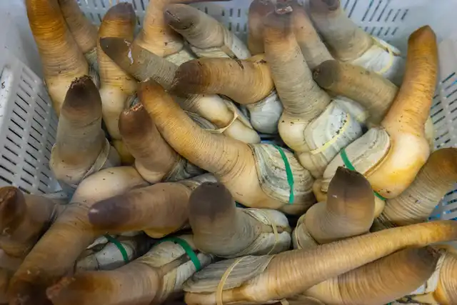 Native Pacific Northwest Geoducks  