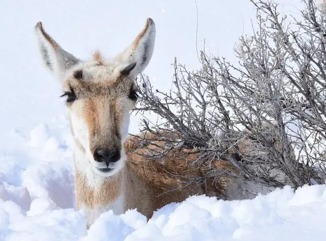 The U.S. Fish and Wildlife Service Protection of the American Heritage